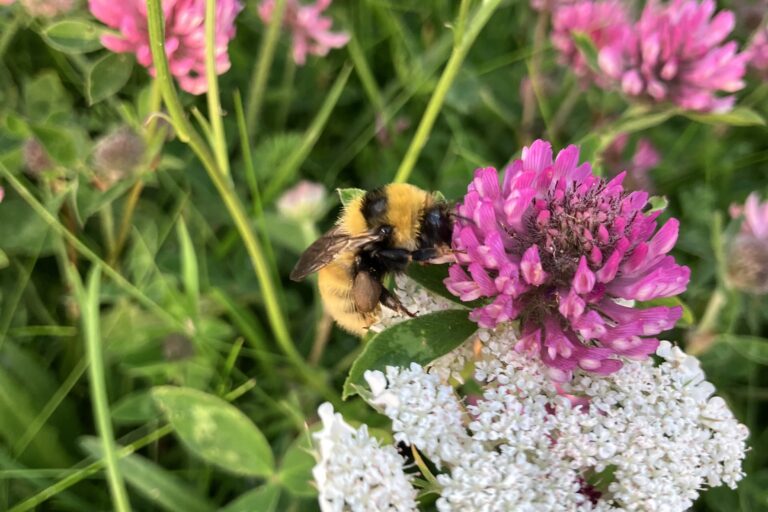 Youth panellist Lucas gives his local Great Yellows a boost