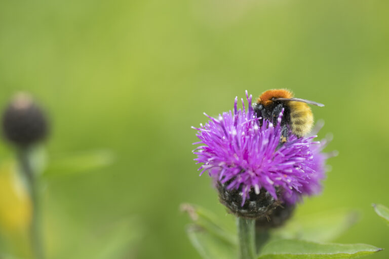 Shetlanders asked to get out and count their local drummiebees