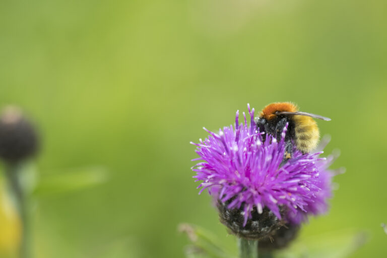 Shetlanders asked to get out and count their local drummiebees