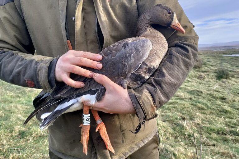 Spring update from Argyll & the Inner Hebrides