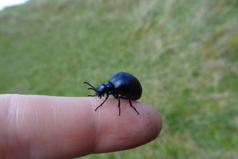 Spring update from the Outer Hebrides