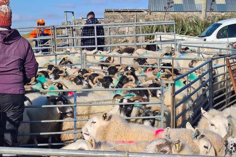 Crofters across the Outer Hebrides invited to share their stories for first-of-its kind research project 