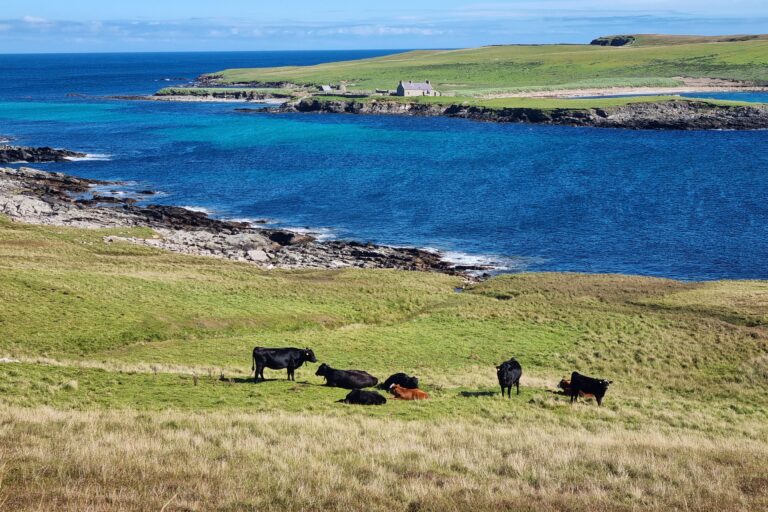 Crofters invited to shape the future of nature-friendly crofting in Shetland